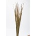 SABLE GRASS 36-40" Natural